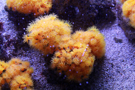 Tropical colorful fishes swimming in aquarium with plantsの写真素材