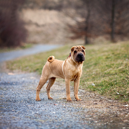 Young shar pei dog in the parkの写真素材