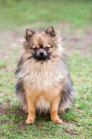 Portrait of Pomeranian puppy dog, sitting and looking at the cameraの写真素材
