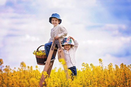 Happy little boys, sitting on a wooden ladder in yellow rape field on sunny spring day, holding...