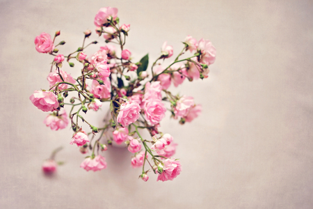 Small wild pink roses in a vase, texture backgroundの写真素材