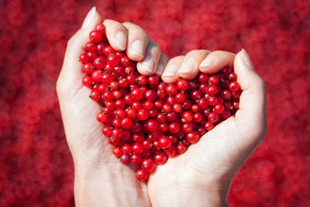 Woman hands, holding red currants in the shape of heart, summertime, currants held by woman hands shaping heartの写真素材