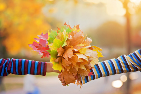 Bouquet of autumn red and orange maple leaves in child hand on a sunny autumn day