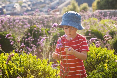 Cute little boy, playing with flower on a summer day, outdoorの写真素材