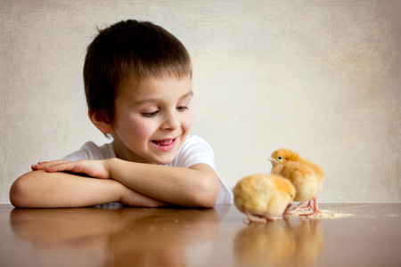 Cute sweet little child, preschool boy, playing with little chicks at home, baby chicks in child handsの写真素材