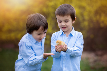 Little chick in child hands, cute little boy, holding cute 3 days old yellow chick, his brother watching him and enjoying the chicksの写真素材