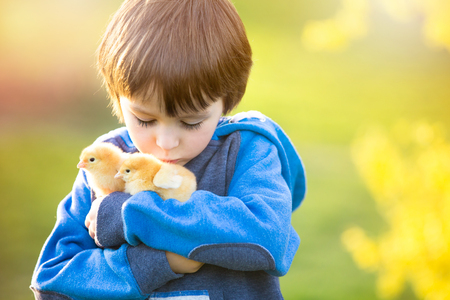 Sweet cute child, preschool boy, playing with little newborn chicks in the park, springtimeの写真素材