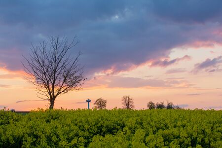 Rural landscape, oilseed rape field, bale of haystacks and sunset, beautiful spring eveningの写真素材