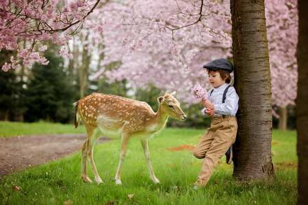 Beautiful young preschool boy, standing in a cherry blossom garden, holding flower, vintage outfit, little foe in front of himの写真素材