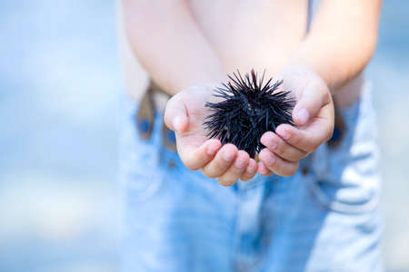 Cute child, holding sea urchin on the beach, summertimeの写真素材