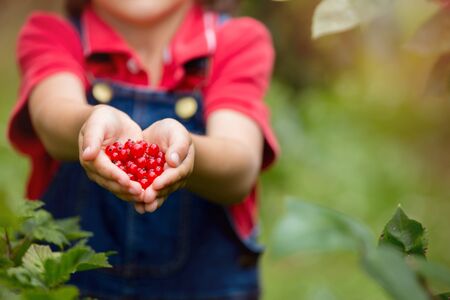 Adorable little boy, holding red currants in his hands, making shape of heat, freshly gatheredの写真素材