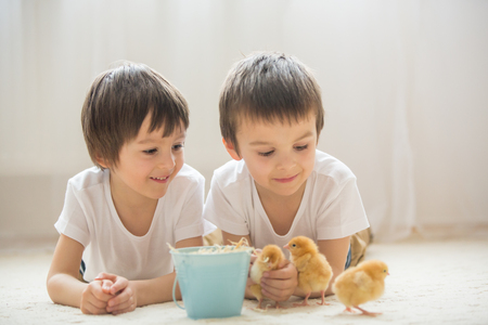 Two sweet little children, preschool boys, brothers, playing with little chicks at home, baby chicks in child handsの写真素材