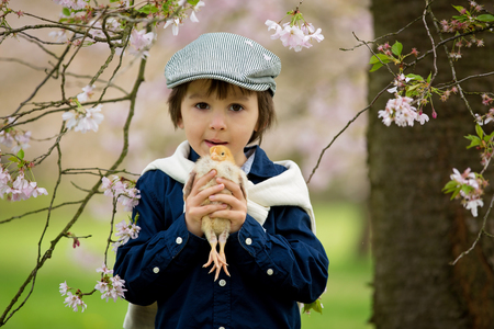 Cute adorable preschool child, boy, playing with little chicks in a cherry blossom gardenの写真素材