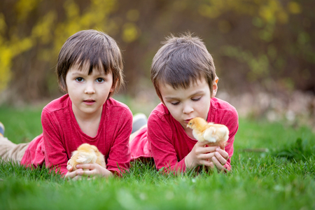 Two sweet little children, preschool boys, brothers, playing with little chicks  in the park, springtimeの写真素材