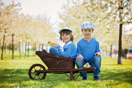Cute little children, boy brothers, playing with ducklings springtime, together, little friend, childhood happinessの写真素材