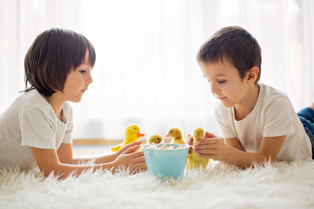 Cute little children, boy brothers, playing with ducklings springtime, together, little friend, childhood happinessの写真素材