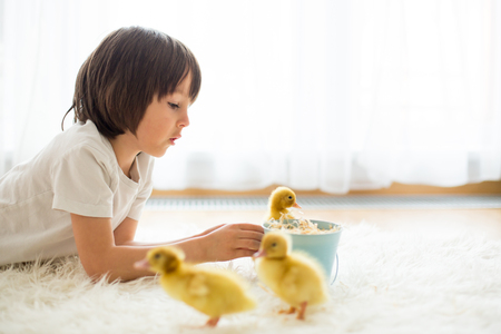 Cute little child, boy with ducklings springtime, playing together, little friend, childhood happinessの写真素材
