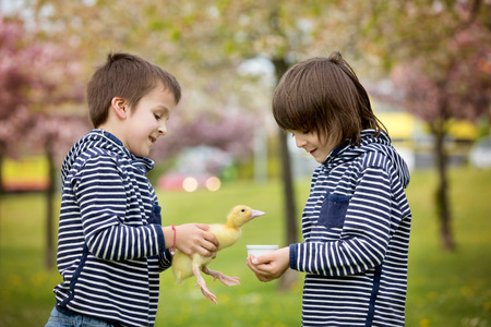 Two sweet children, boys, playing in the park with ducklings, springtime