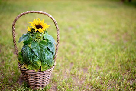Beautiful sunflower in a basket in garden, spring backgroundの写真素材
