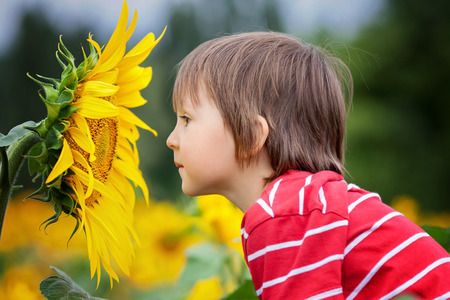 Cute little child, holding big sunflower flower in a field, summertimeの写真素材