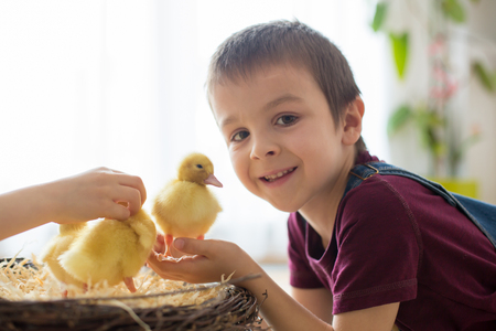 Cute little child, boy with ducklings springtime, playing together, little friend, childhood happinessの写真素材