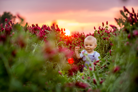 Beautiful toddler boy in gorgeous crimson clover field on sunset, springtimeの写真素材