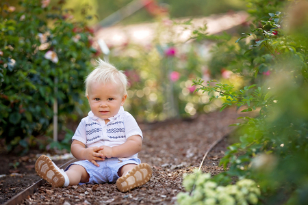 Cute little baby boy, sitting in flower garden, enjoying the flowers on sunset, summertimeの写真素材