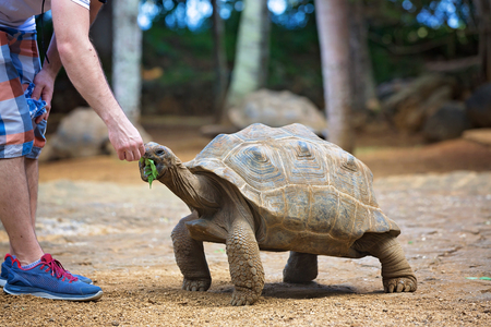 Happy family, toddler, older children and parents, feeding giant tortoises in a exotic park on Mauritius island. Big turtle and kidsの写真素材