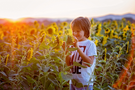 Child, cute boy in sunflower field on sunsetの写真素材