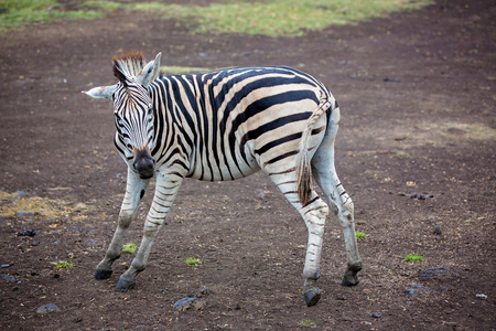 Herd of zebras and ostrich in the wild in park on Mauritiusの写真素材