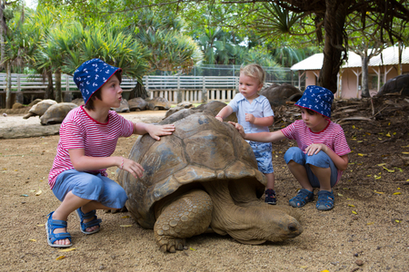 Happy family, toddler, older children and parents, feeding giant tortoises in a exotic park on Mauritius island. Big turtle and kidsの写真素材