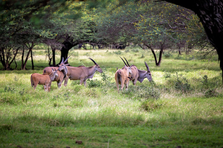 Impala antelopes in the forest. African antelopes, zebras and ostriches in national park in...