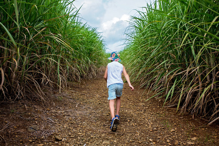 Happy people, children, running in sugarcane field on Mauritius island, kids enjoying the sugarcane fields, covering most of the islandの写真素材