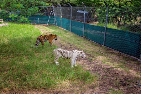 Tiger female is resting in the shadow/wild animal in the nature habitat