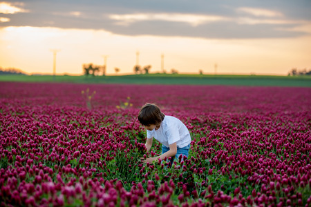 Beautiful child in gorgeous crimson clover field on sunset, gathering fresh spring flowers for mom for Mothers day, springtimeの写真素材