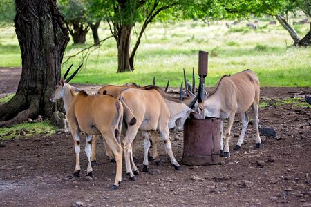 Impala antelopes in the forest. African antelopes, zebras and ostriches in national park in Mauritiusの写真素材