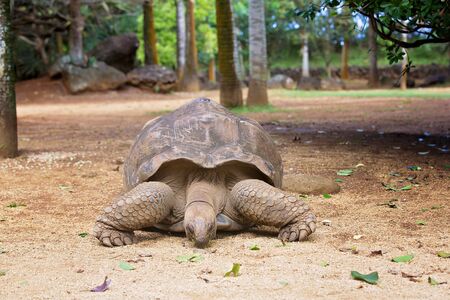 Happy family, toddler, older children and parents, feeding giant tortoises in a exotic park on Mauritius island. Big turtle and kidsの写真素材