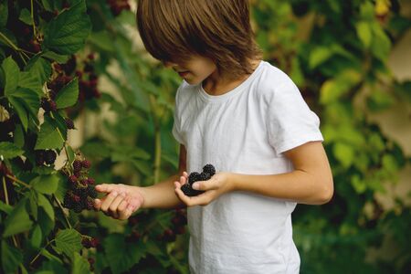 Happy child, eating blackberries in garden, freshly gatheredの写真素材