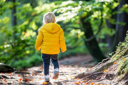 Portrait of toddler boy, walking on a little forest path on a sunny autumn dayの写真素材