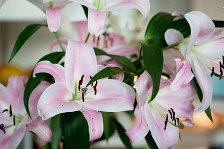 White and pink lilies in  a vase, close up shotの写真素材