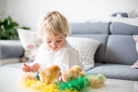 Sweet toddle blond boy, child, playing with cute little newborn chicks in a bucket and easter eggs at homeの写真素材