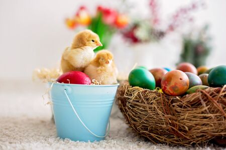 Cute little newborn chicks in a bucket and easter eggs, playing