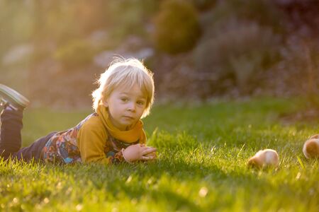 Sweet cute blond child, toddler boy, riding tricycle with little chicks in garden, playing with baby chickensの写真素材