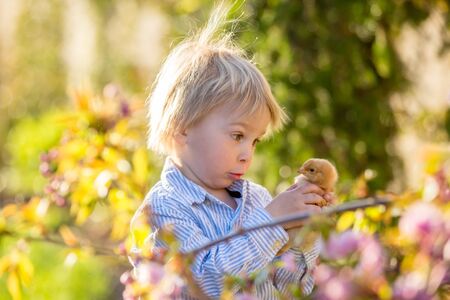 Little toddler boy, eating chocolate bunny in garden on sunset, easter eggs around himの写真素材