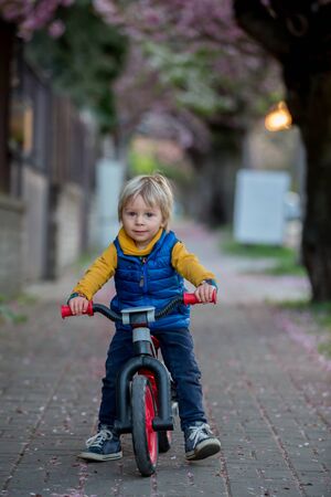 Children, playing on the street with blooming pink cherry trees on sunset, riding bikesの写真素材