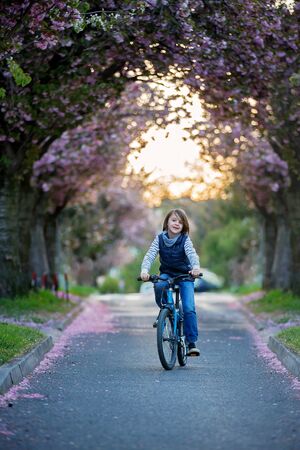 Children, playing on the street with blooming pink cherry trees on sunset, riding bikesの写真素材