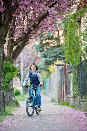 Children, playing on the street with blooming pink cherry trees on sunset, riding bikesの写真素材