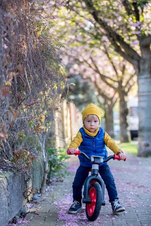 Children, playing on the street with blooming pink cherry trees on sunset, riding bikesの写真素材