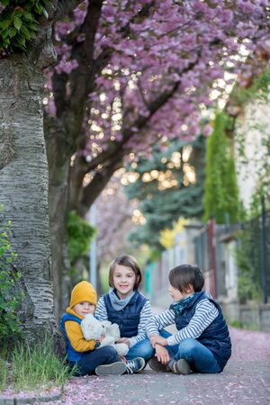 Children, playing on the street with blooming pink cherry trees on sunset, riding bikesの写真素材