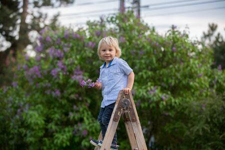 Cute child, toddler boy, standing on ladder in garden, hodling lilac. looking thoughfullyの写真素材